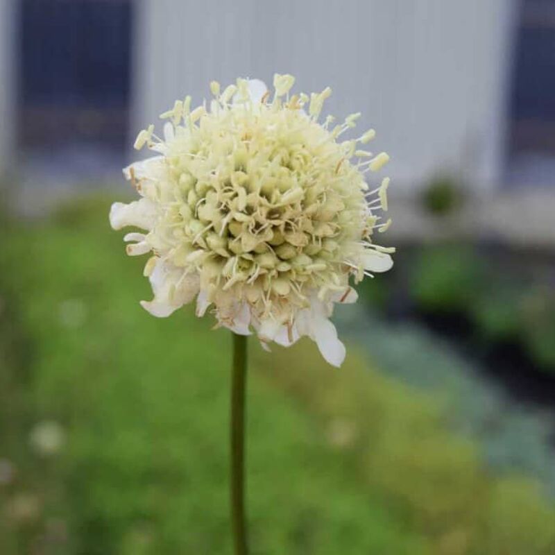 Cephalaria gigantea ---